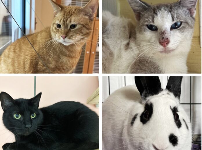 four different pictures of cats and a rabbit
